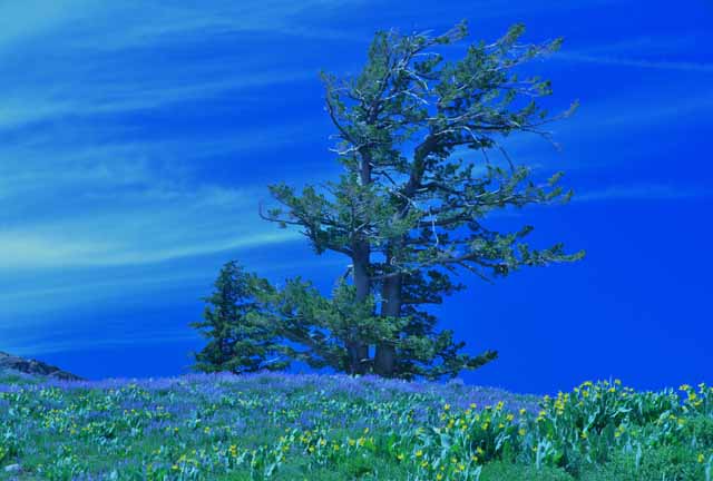 High Camp tree